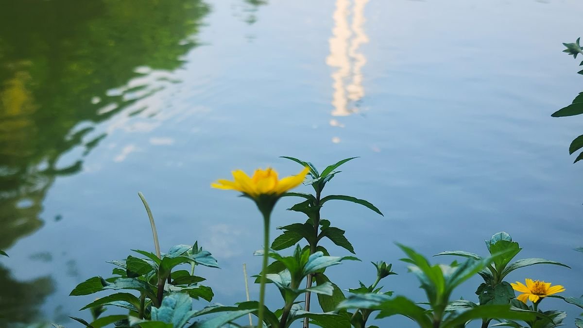 Pohela Falgun (Spring)